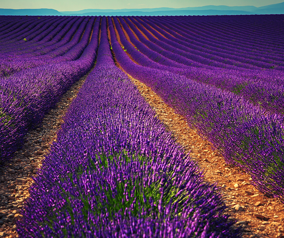 Beautiful Field Of Flowers